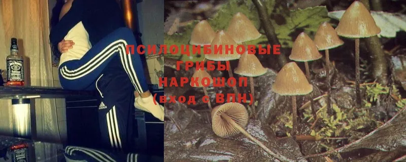 маркетплейс официальный сайт  Рузаевка  Псилоцибиновые грибы Psilocybe 